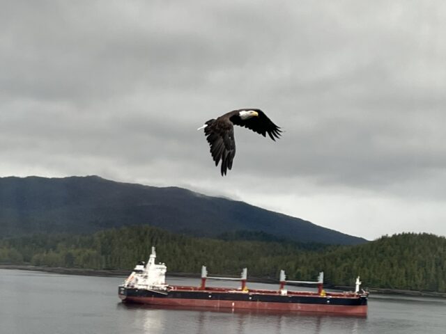 Eagle flying in the air with freighter in the harbour in the background.