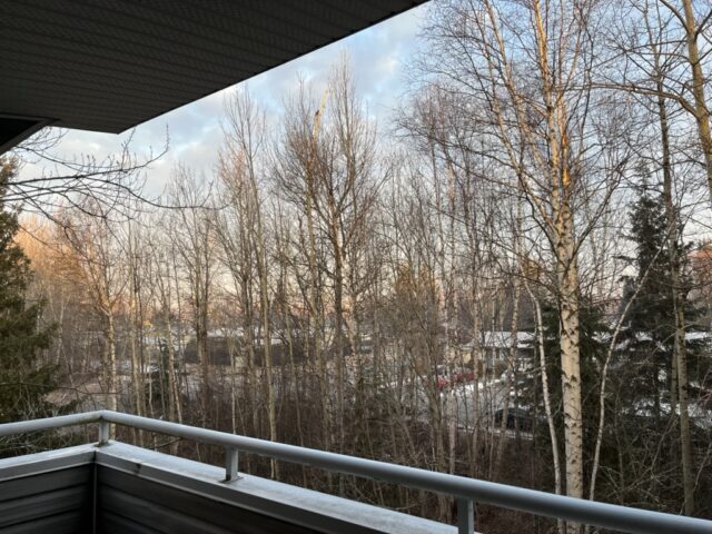 a photo taken from a patio looking out to a set of trees without leaves. 